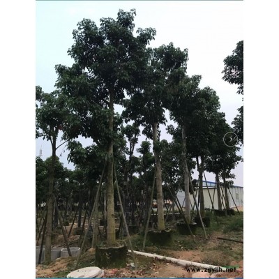福建漳州供應金邊假連翹 金邊假連翹圖片 金邊假連翹供應報價