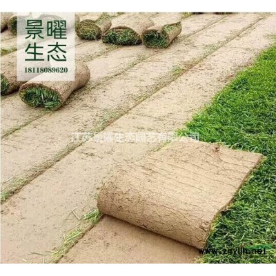 江蘇景曜生態苗木基地/供應/花石榴/圖片/產地直銷/批發價格