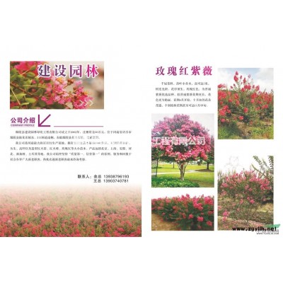 叢生花石榴的價格，叢生花石榴的規格大小