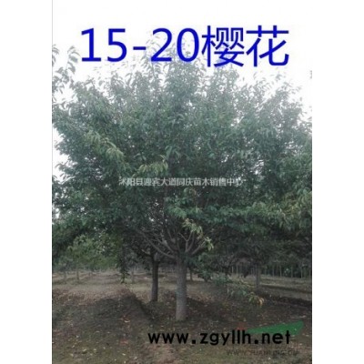 江蘇基地直銷，快柏球，蜀塊球，塔柏球