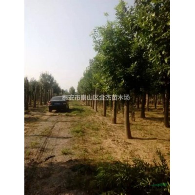 供應中華壽桃，紅梅，臘梅，櫻花，晚櫻，流蘇，竹子