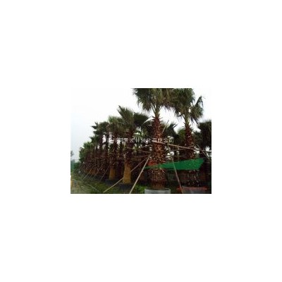四川乾景園林供應(yīng)臘梅冠幅1.5-2米