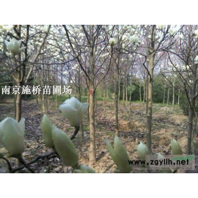 臘梅產地 梅花價格信息