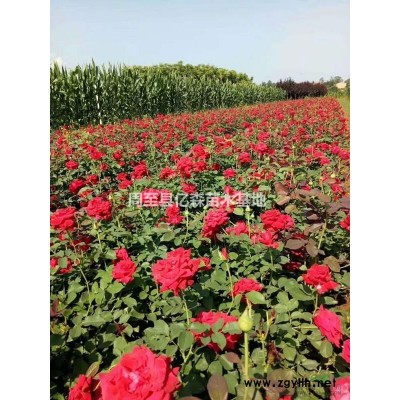 陜西西安臘梅綠化苗產地大量直銷  周至臘梅銷售基地