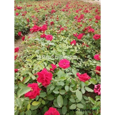 咸陽連翹 綠化連翹基地 陜西咸陽黃花連翹量大價低