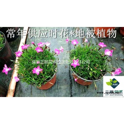 丁香球  量大 成都基地銷售