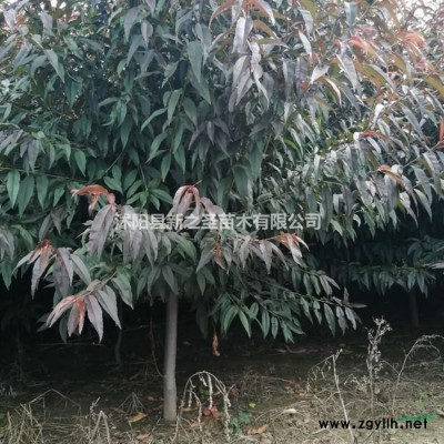 批發(fā)精品連翹到新之圣園林--質(zhì)優(yōu)價廉