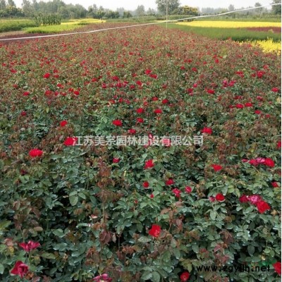 供應黃櫨_紅櫨綠化苗木