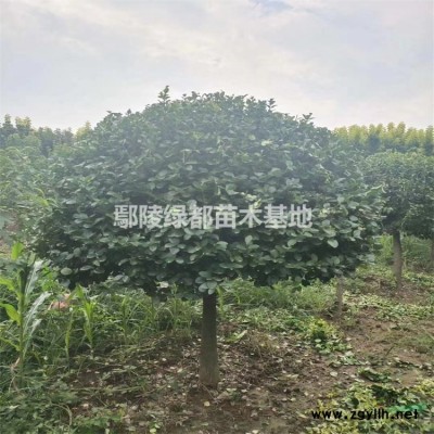 供應紫薇、紅葉李、河南檜柏、國槐、白蠟、黃金槐，金枝槐，連翹