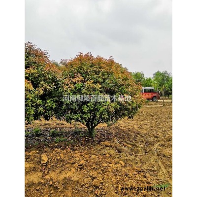 河南鄢陵大量供應1-10公分臘梅