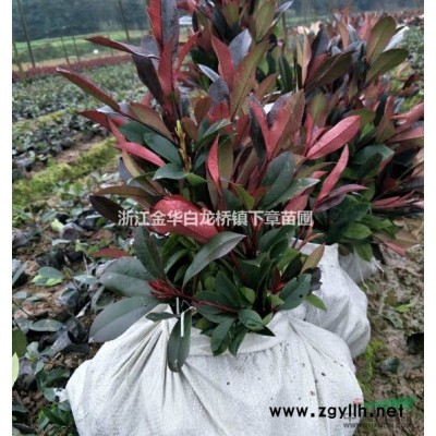 浙江金華桂花杯苗四季桂價格月月桂產(chǎn)地桂花批發(fā)桂花容器苗桂花苗
