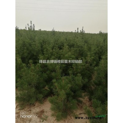 地徑0.4藥用連翹苗~地徑0.5藥用連翹苗價格優惠出售