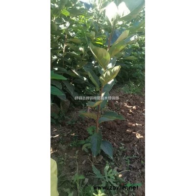 出售藥用連翹苗_山西藥用連翹苗育苗基地批發_量大