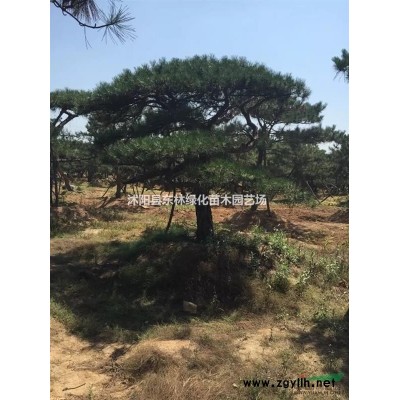 大量供應(yīng)優(yōu)質(zhì)紅瑞木小苗、紅瑞木色塊苗、紅瑞木工程苗