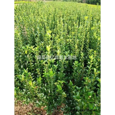 紅瑞木 營養缽紅瑞木 容器紅瑞木 紅瑞木杯苗 50-1米紅瑞木特價高質量