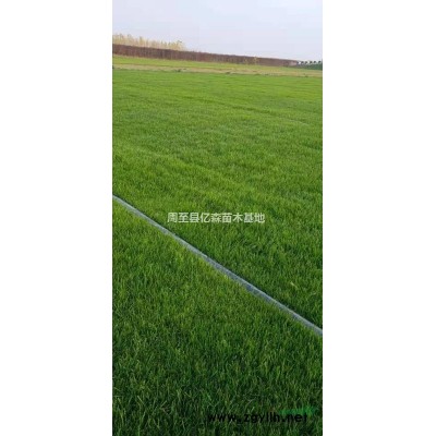 陜西周至紅瑞木苗圃基地 西安紅柳/紅瑞木苗木周至種植量大