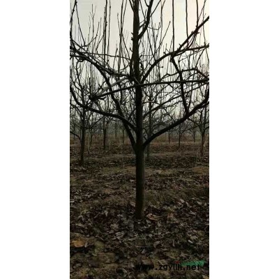 山西連翹價格，連翹苗前景