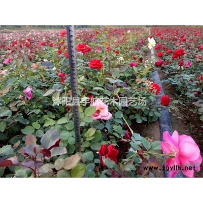 江蘇紅葉石楠、紅葉石楠球、紅葉石楠樹