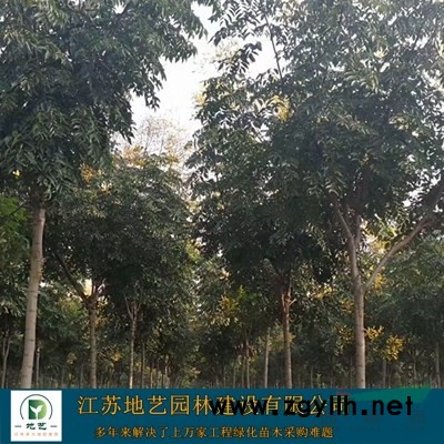 江蘇爬山虎價格  江蘇地藝園林苗圃基地 江蘇五葉地錦價格
