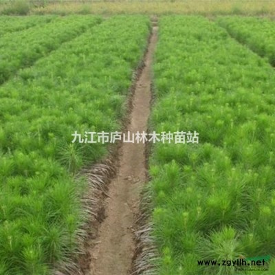 供應臘梅種子