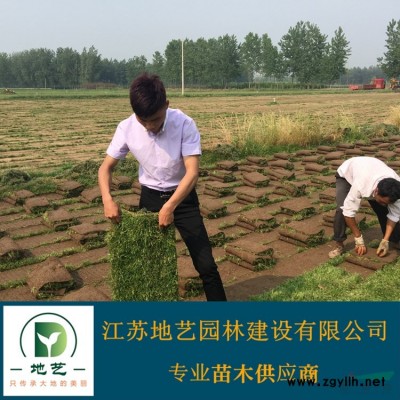 江蘇馬尼拉草坪 江蘇百慕大草坪 江蘇結縷草 江蘇果嶺草