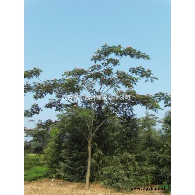 供應1-2年連翹苗 叢生連翹球 獨桿連翹