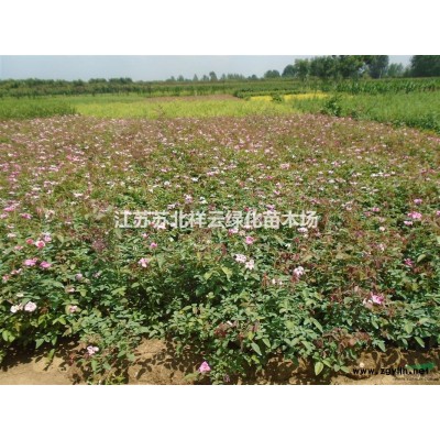 連翹批發(fā)，連翹直銷