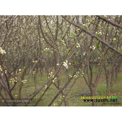 江蘇銷售地徑3---12公分紫丁香\丁香報(bào)價(jià)