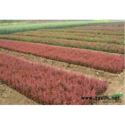 連翹花 連翹小苗 東北連翹苗 連翹花球 黃金條花 連翹苗基地