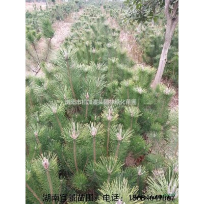 湖南苗木基地批發(fā)精品茶梅球各規(guī)格