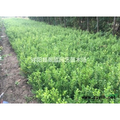 哪里有連翹種植基地？