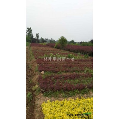 江蘇地區供應花石榴1-6公分