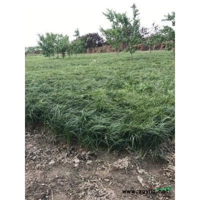 石榴，花石榴，果石榴，叢生花石榴