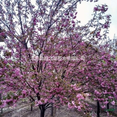 批發(fā)采購精品花石榴--基地報價