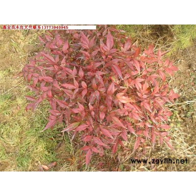 紅天竺、紅葉李、花石榴