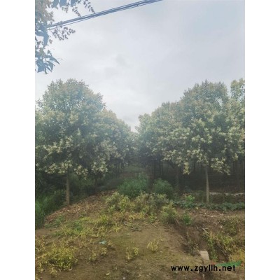 南京臘梅價格 美人梅價格 獨桿臘梅價格