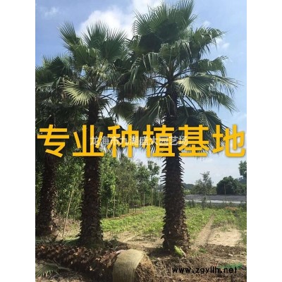 大小規格杜鵑樁（映山紅）基地