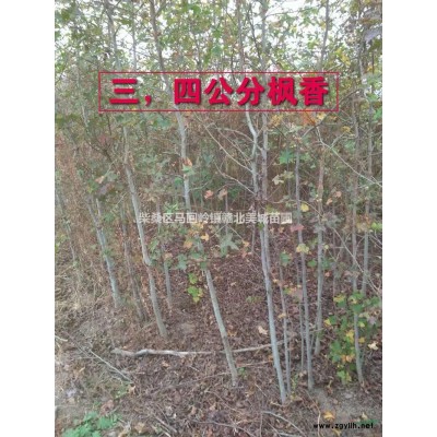 江西九江楊梅球價格優惠