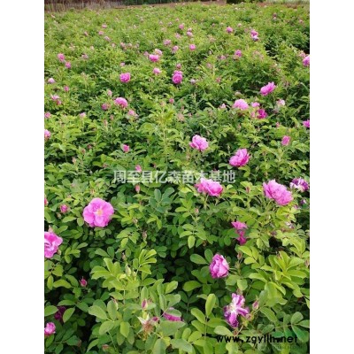 陜西黃花連翹供應 杯苗陜西連翹價格