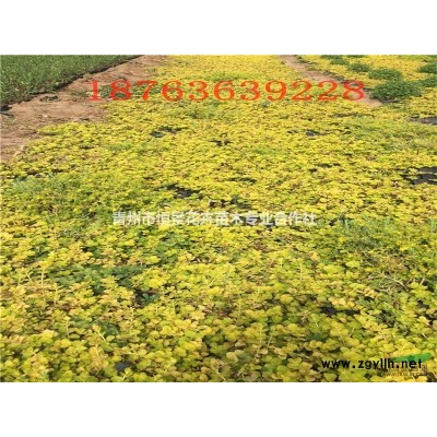 紅瑞木自產自銷 紅瑞木種植基地 紅瑞木批發價格