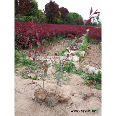 紅瑞木 叢生紅瑞木 營養杯紅瑞木 陜西紅瑞木價格0.7元出售