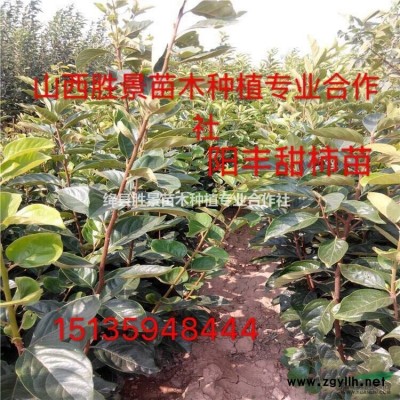 供應(yīng)連翹樹小苗·叢生連翹、綠化連翹樹價(jià)格圖片產(chǎn)地詳情山西地區(qū)