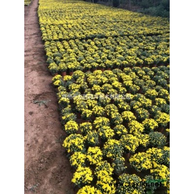 紅瑞木經銷商現貨低價優質青州山東貨源