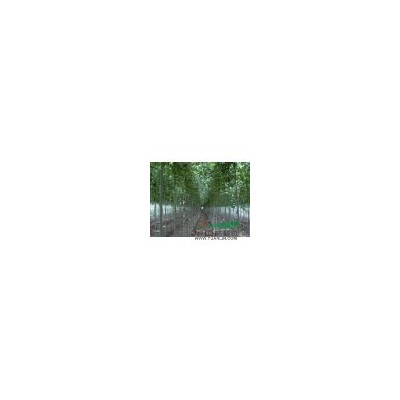 紫丁香價格  80-100公分丁香球