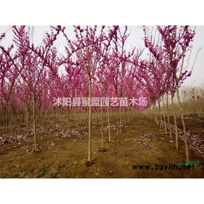 連翹1米高價格哪家比較低？