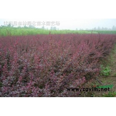 供應花石榴價格、花石榴圖片、花石榴產地、花石榴綠化苗木基地