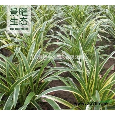 黃櫨的產地在哪里/哪里便宜/江蘇景曜生態基地直銷批發價格圖片
