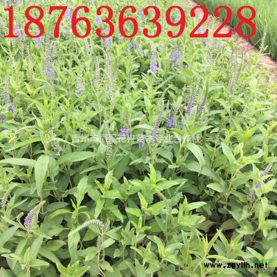 黃櫨批發價格  紅櫨種植基地