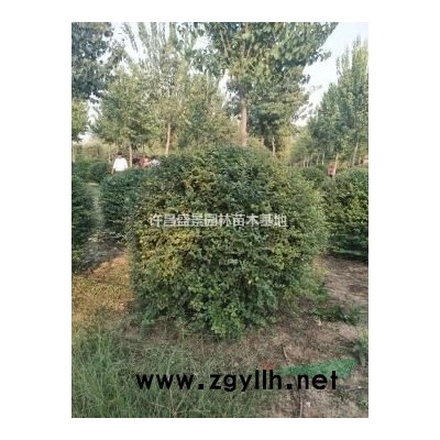 臘梅/臘梅價格/臘梅小苗/臘梅批發/臘梅基地/臘梅供應