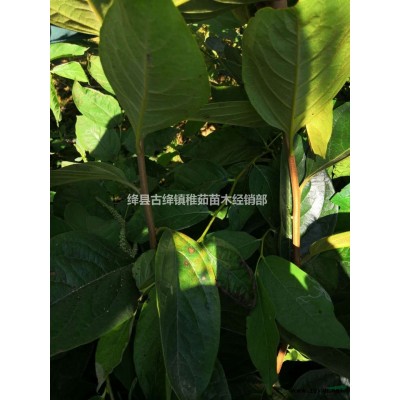 藥用連翹苗~供應1年藥用連翹苗、2年藥用連翹苗~量大